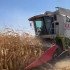 Кукурузная жатка КМС-8 (8 рядная) для комбайна — купить у производителя