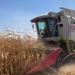 Жатка для кукурузы КМС-8 Cornplant