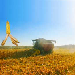 Жниварки збирання кукурудзи 6 рядків