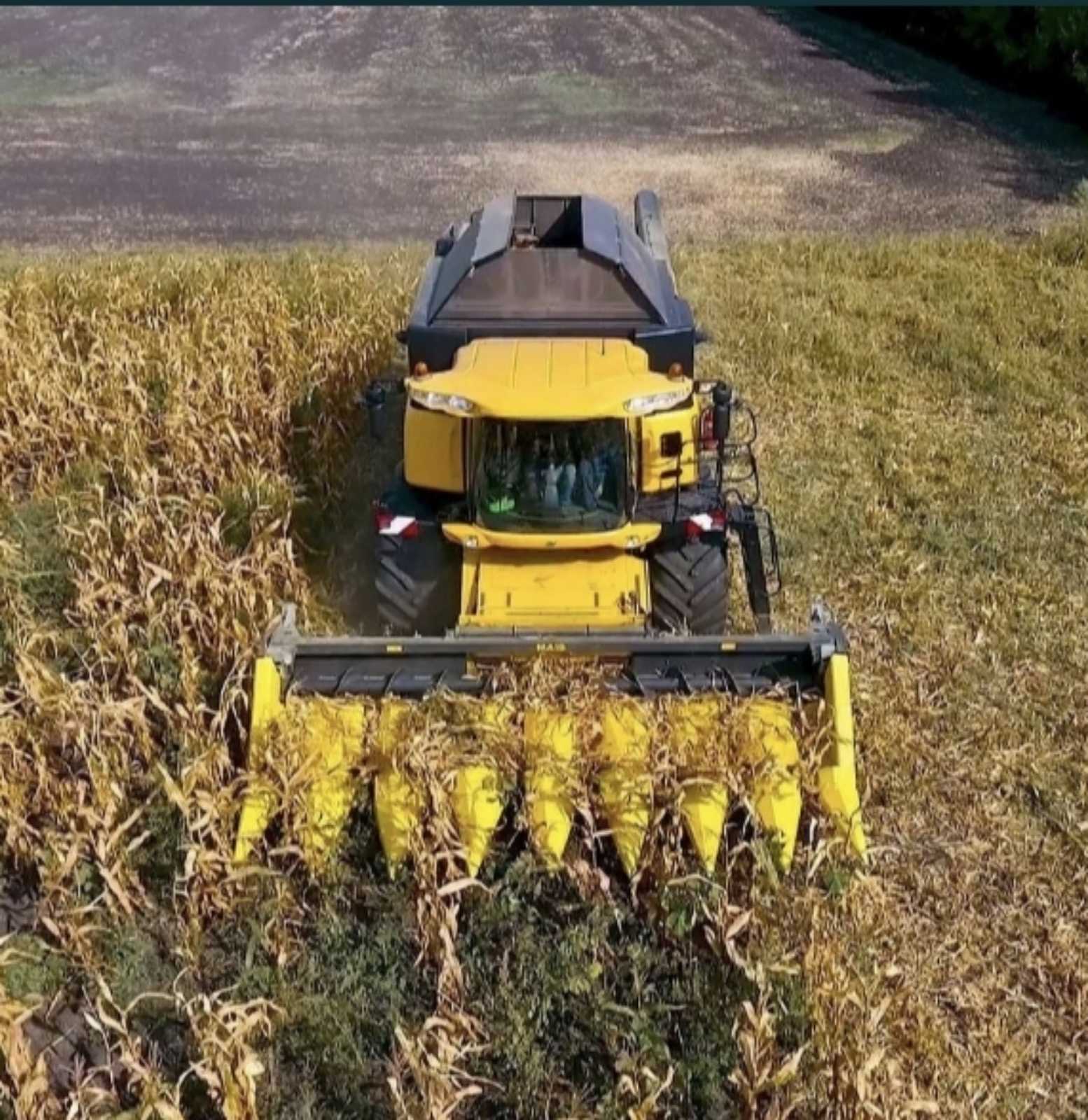 Жатка для кукурудзи в полі