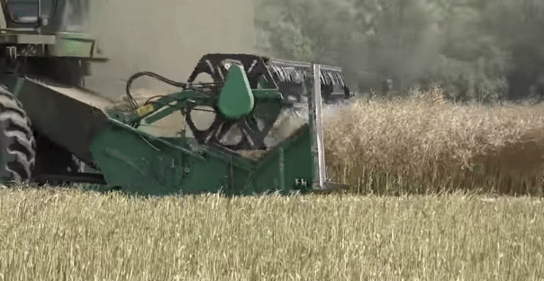 Приставка для ріпаку або ріпаковий стіл