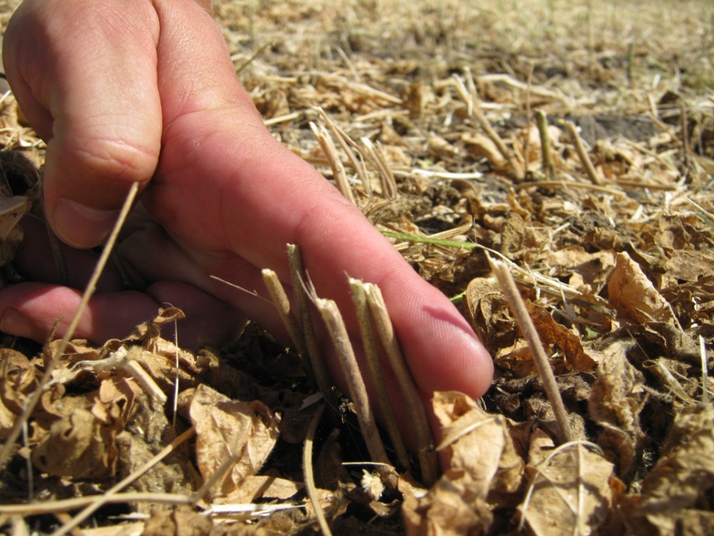 Скосити максимально низько для сої