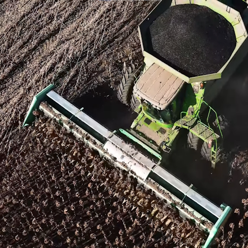 Жатка для соняшника безрядкова в роботі